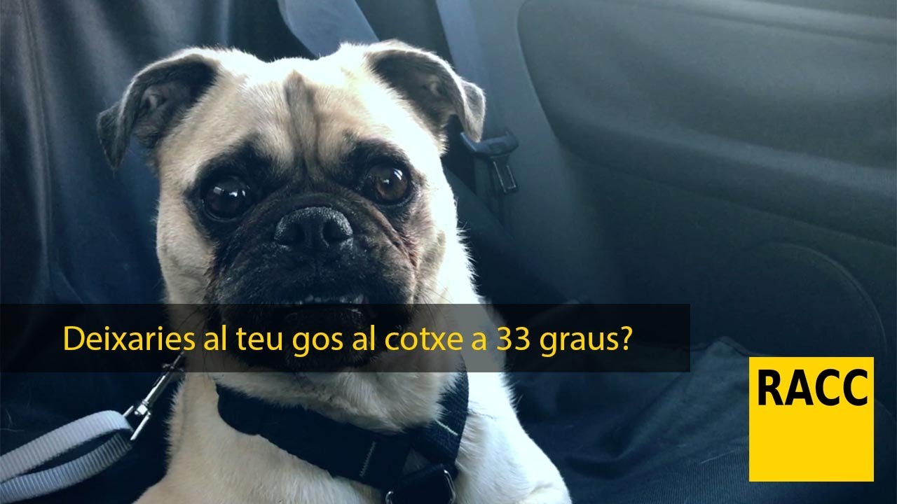 Deixaries al teu gos al cotxe a 33 graus? | RACC