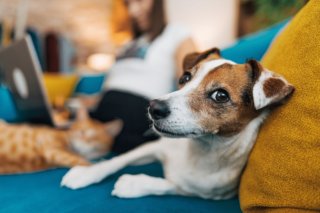 Perro acostado en el sofa con un gato y una persona