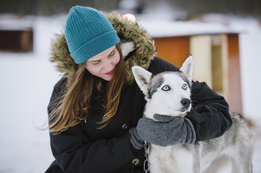 Huskies en Finlandia