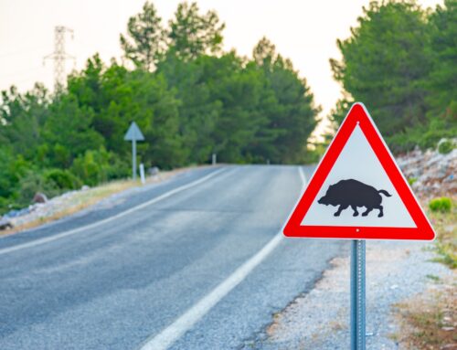Col·lisió amb animals cinegètics: què és i com afecta a l’assegurança