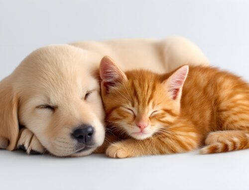 Què has de fer quan arriba la teva primera mascota a casa?