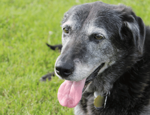 L’envelliment en gossos i gats: com els hem de cuidar