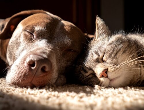 Com detectem si el nostre gos o gat es troba malament