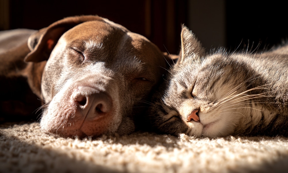 nostre gos o gat es troba malament