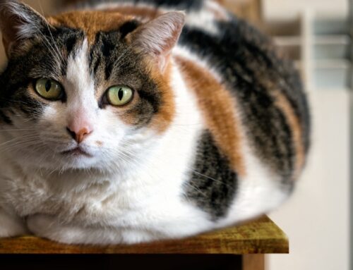 Alimentació i sobrepès: la teva mascota menja bé?