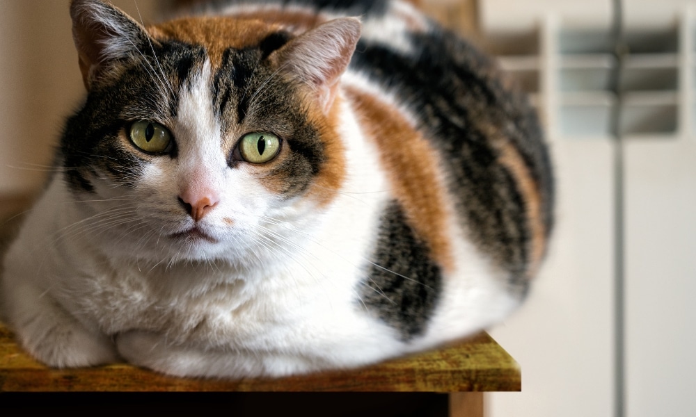 Alimentació i sobrepès