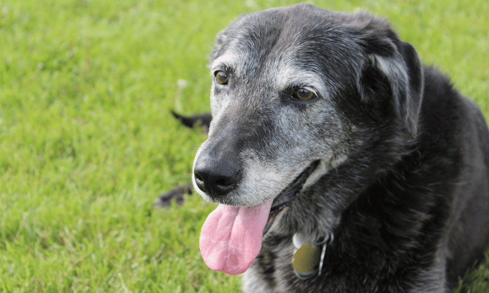 L’envelliment en gossos i gats