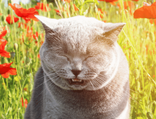Esternuts en gats: refredat o alguna cosa més?