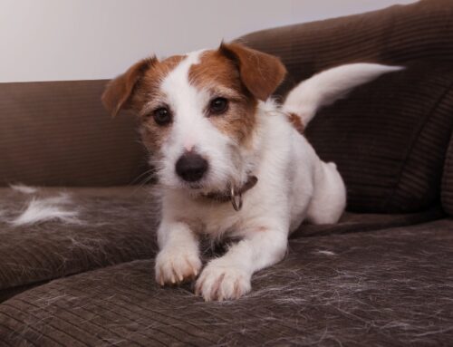 Com afecta el fred als gossos i als gats: canvi de pèl, cures i senyals d’alerta