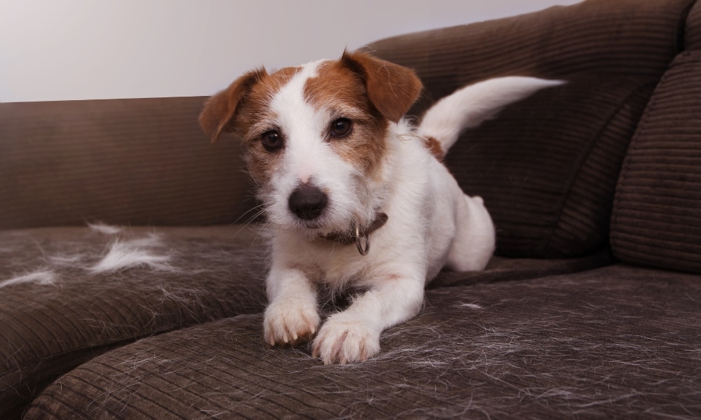 fred als gossos i gats