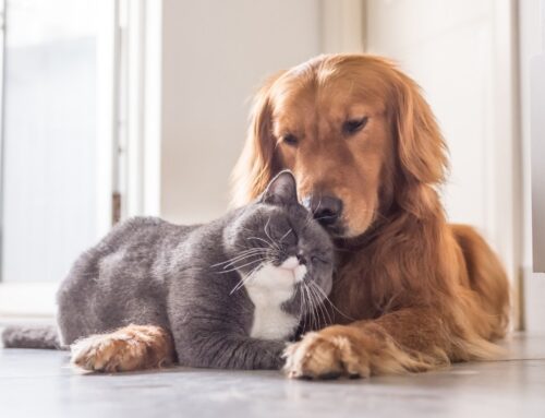 La teva mascota es comporta d’una altra manera? Pot ser un tema de salut