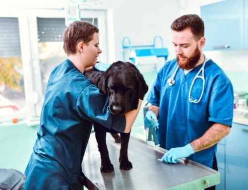 Vacunes essencials per al teu gos o gat segons la seva edat