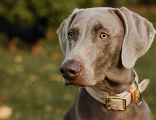 El cas de la Lúa: la revisió rutinària que va evitar un problema de salut