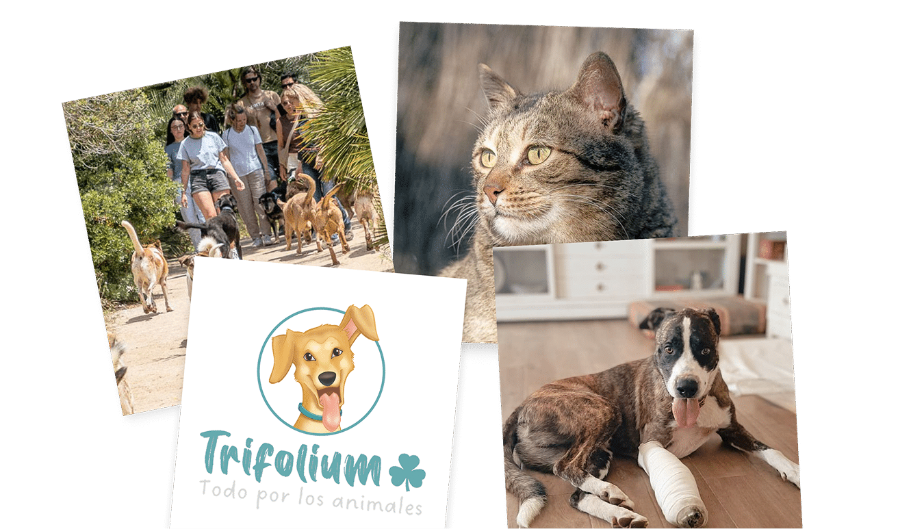 Collage mascotas Trifolium Collage de fotos de mascotas de la entidad Trifolium