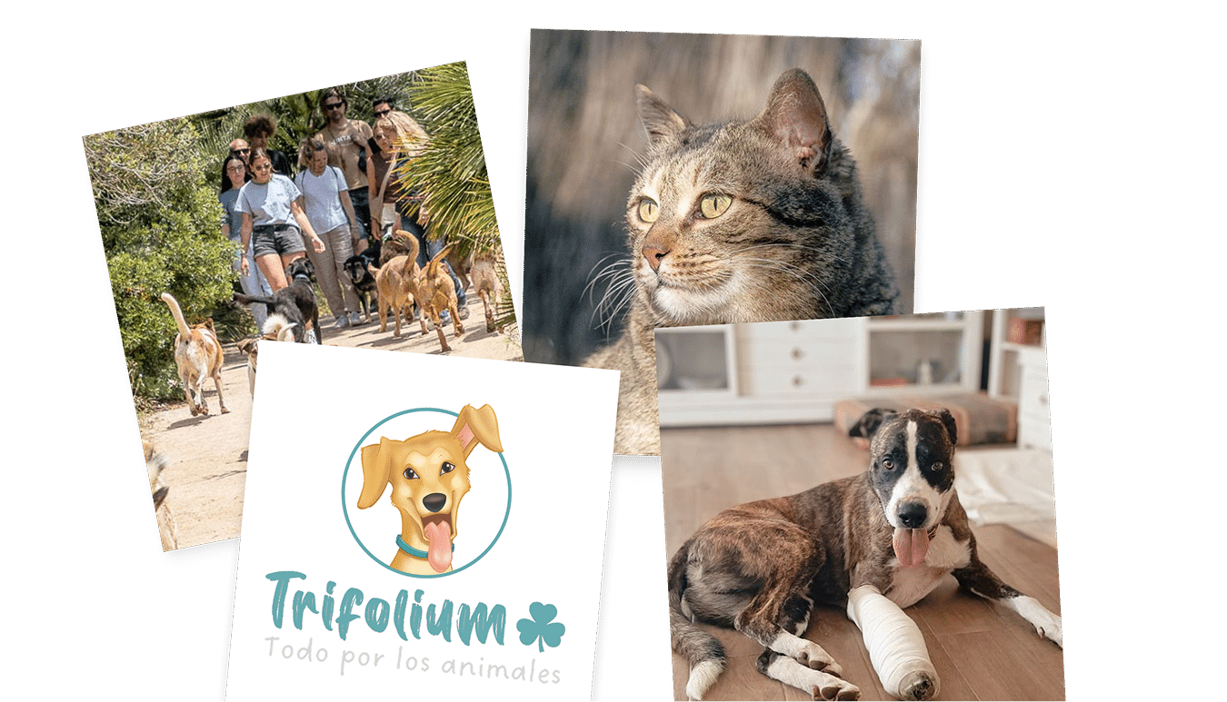 Collage mascotas Trifolium Collage de fotos de mascotas de la entidad Trifolium