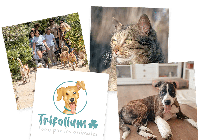 Collage mascotas Trifolium_ Collage de fotos de mascotas de la entidad Trifolium