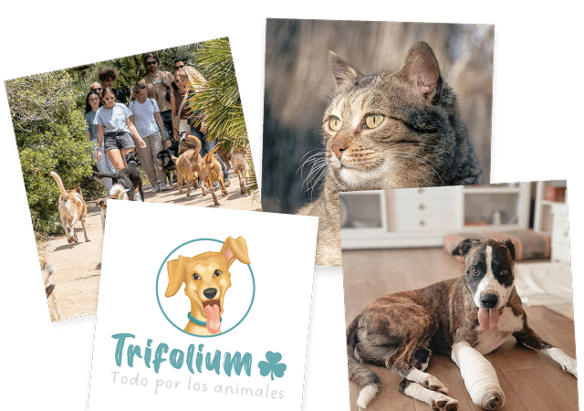 Collage mascotas Trifolium_ Collage de fotos de mascotas de la entidad Trifolium